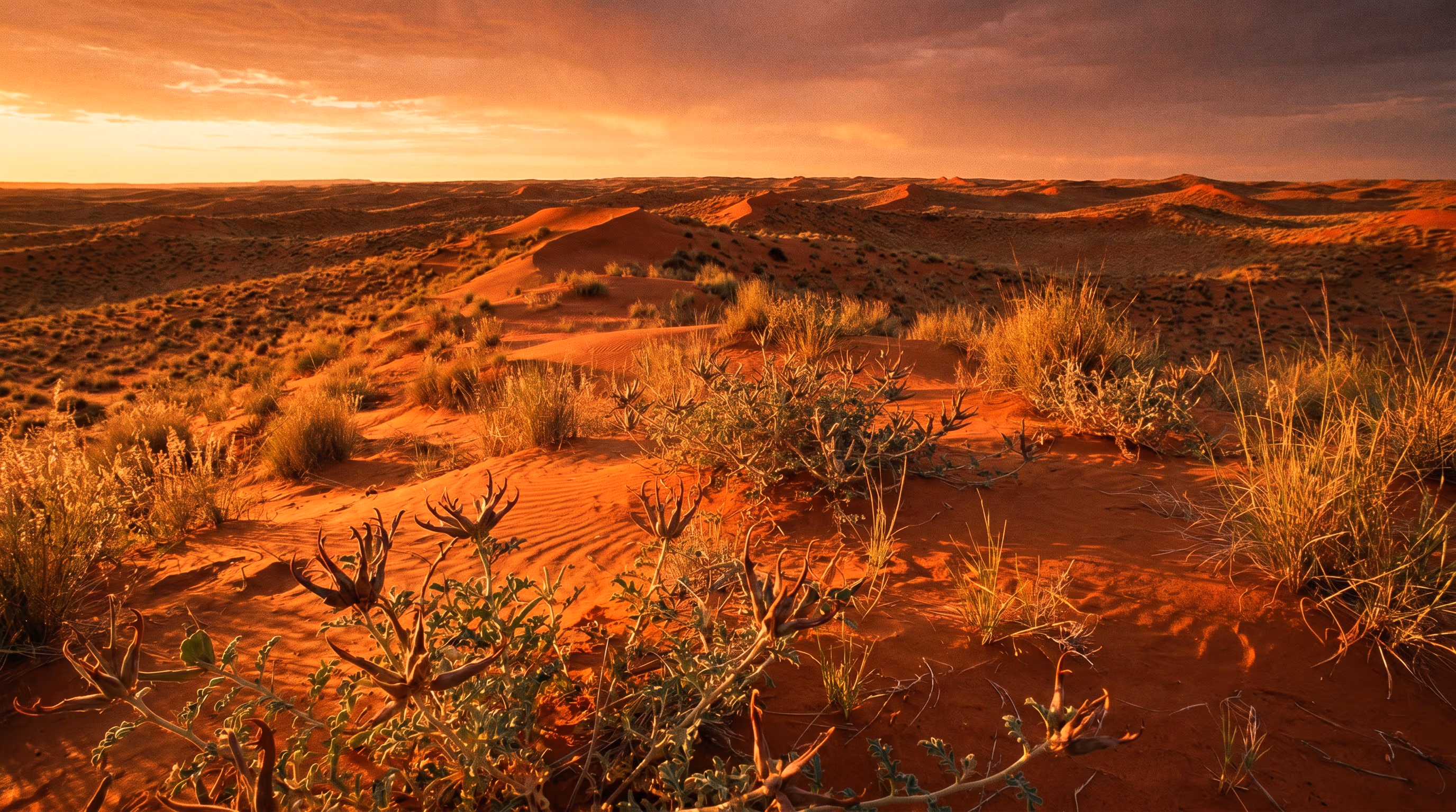 Kalahari landscape with the woody root structure of devil's claw at the foreground.