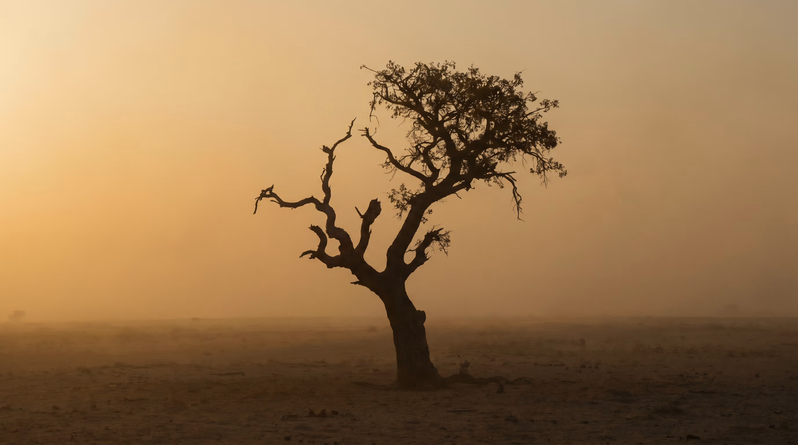 A solitary marula tree on a Namibian plain at dusk.