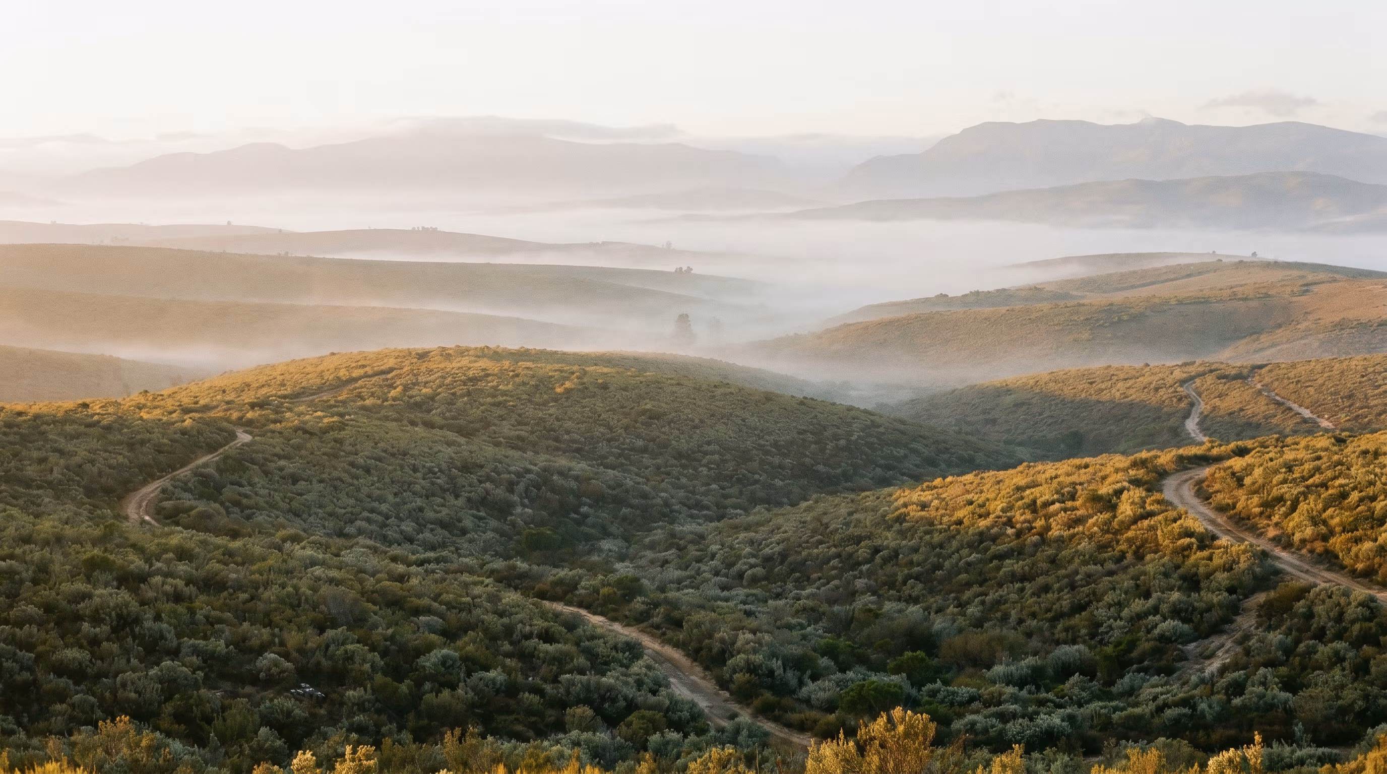 Eastern Cape mountain slopes where honeybush grows wild.